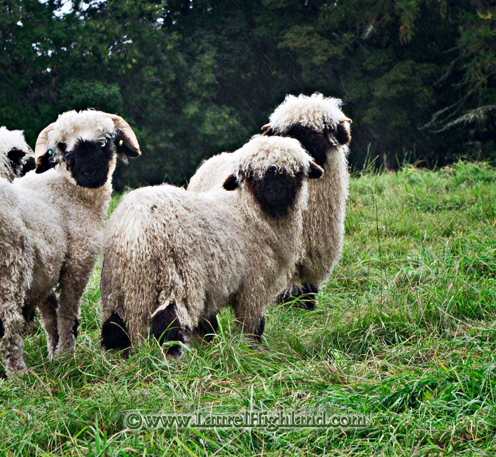 Young tups in Scotland