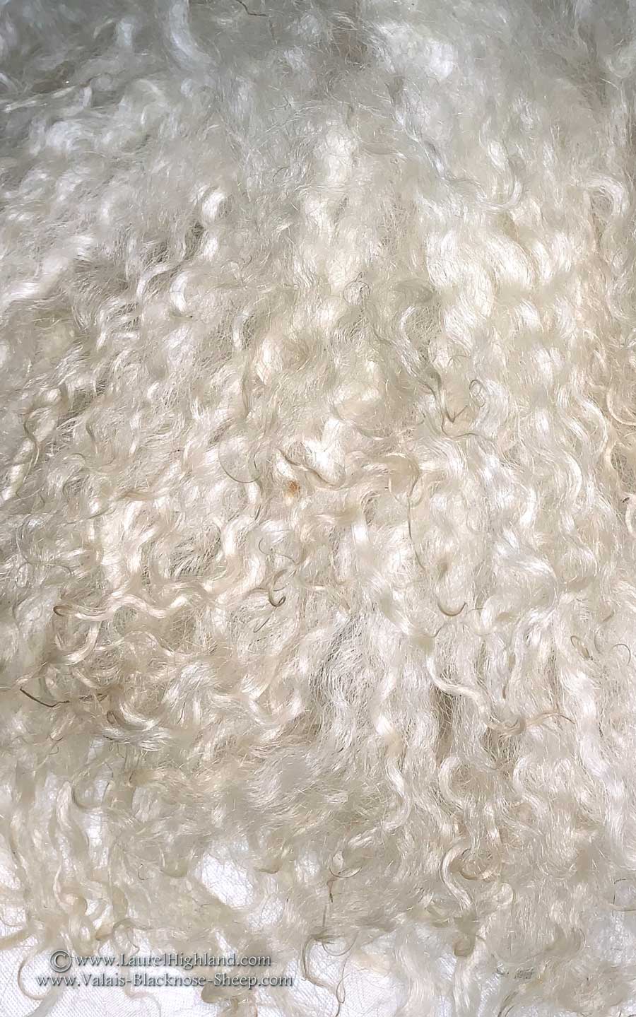 Valais Blacknose Lambswool